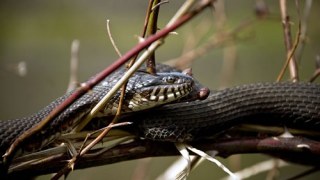 На Сколівщині дитину вкусила змія