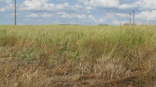Власників земельних ділянок у Новокалинівській ОТГ штрафуватимуть за нескошену траву