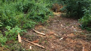 Лісорубів, які вирізали дерева в Брюховичах, оштрафували на 69 тисяч