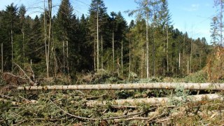 У Буському районі незаконно вирубують ліс