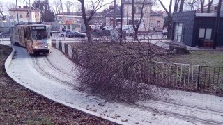 У Львові на трамвайну колію впало дерево: трамвай №2 курсує за зміненим маршрутом