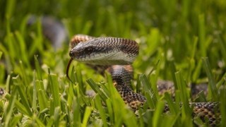На Турківщині двох місцевих мешканців вкусила змія