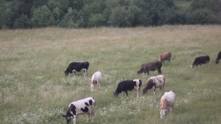 Данські інвестори планують створити тваринницьку ферму на Львівщині