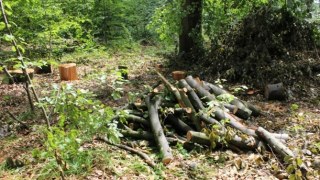 На Львівщині викрили фірму, що незаконно експортувала деревину до Польщі