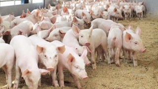 На Стрийщині збудують нову ферму для утримання свиней