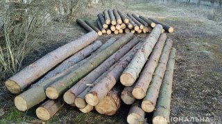 На Яворівщині незаконно зрубали майже 50 дерев