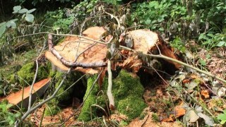 На Жовківщині виявили незаконно зрубані дерева