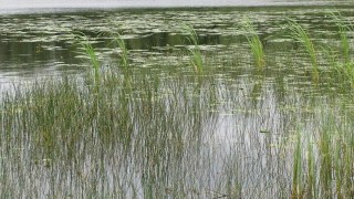 На Пустомитівщині в річці втопився чоловік