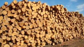 Верховна рада встановила мораторій на експорт лісу-кругляку