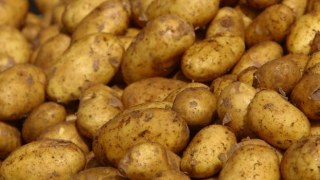 На Львівщині картопля уражена раком