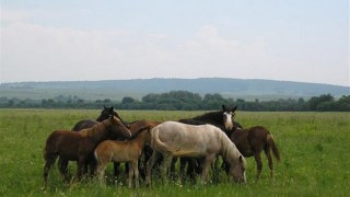 За фактом розстрілу коней на Мостищині відкрито кримінальне провадження