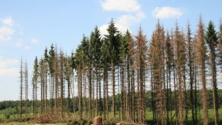 В українських лісах заборонили вирубки дерев
