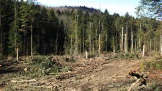 Лісгоспи зобов'язали відтворювати ліси за рахунок 30% свого прибутку