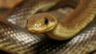 На Сколівщині змія вкусила людину