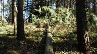 На Львівщині можуть запровадити мораторій на вирубку лісу