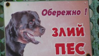 У Львові нарахували більше 400 безпритульних собак