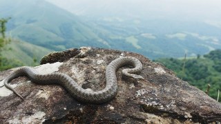 На території Славської ОТГ місцевий мешканець потрапив у реанімацію через укус змії