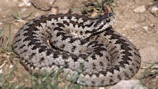 На Сколівщині змія вкусила місцеву жительку