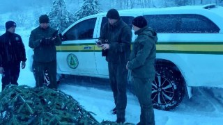 На Львівщині спіймали чоловіка, який зрубав ялинку